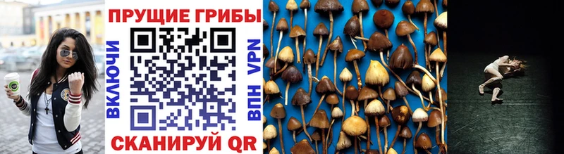 блэк спрут зеркало  Новая Ляля  Галлюциногенные грибы Psilocybine cubensis 